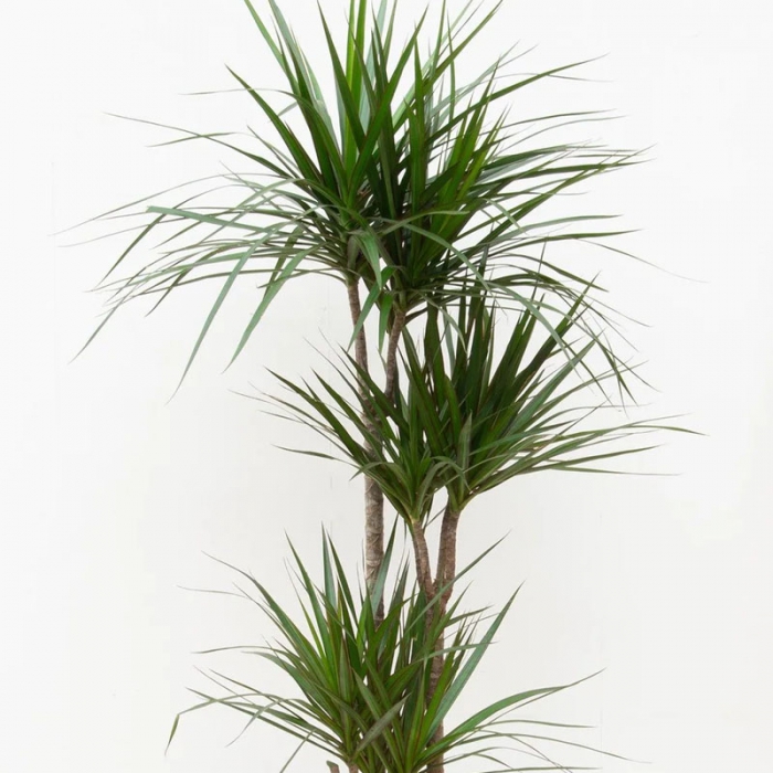 Dracaena Marginata 3 Köklü