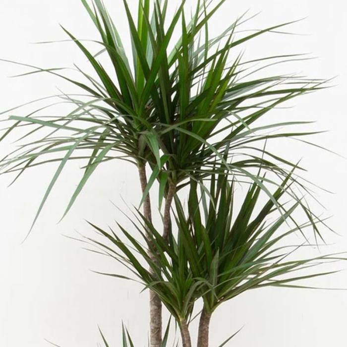 Dracaena Marginata 3 Köklü