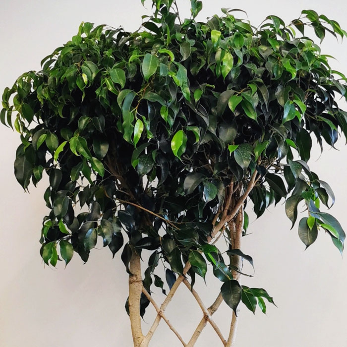 Ficus Exotica - Düz Örgü