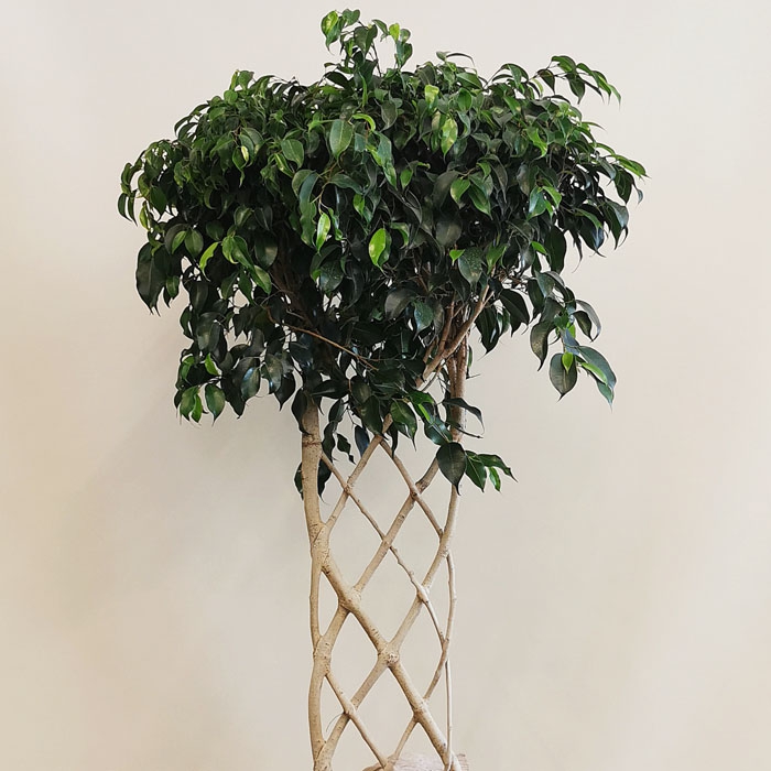 Ficus Exotica - Düz Örgü