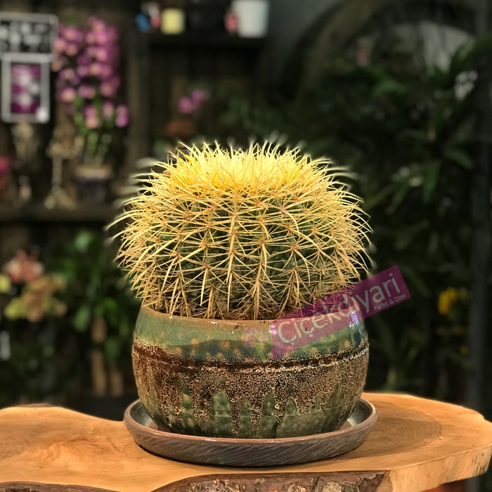 Echinocactus