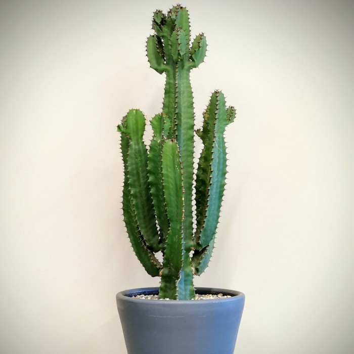 Euphorbia - Kovboy Kaktüs