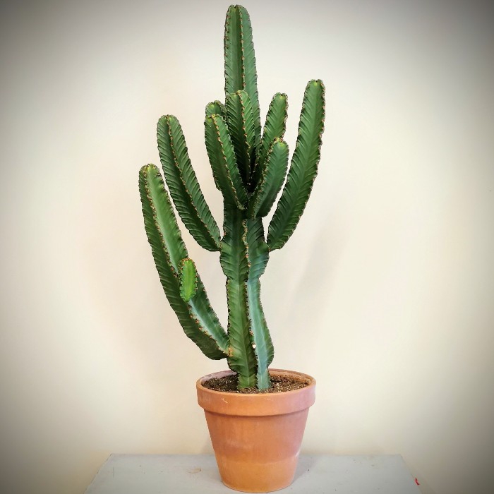 Euphorbia Ýngens - Cowboy Cactus