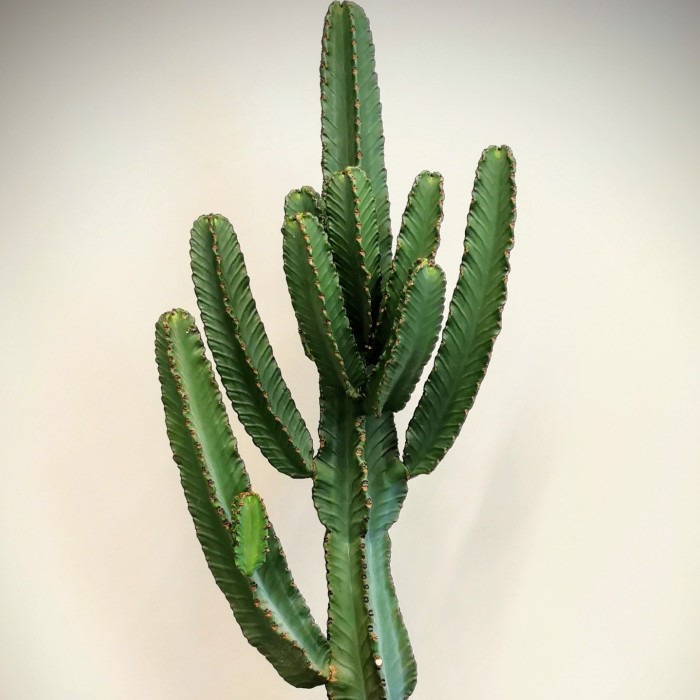 Euphorbia Ýngens - Cowboy Cactus