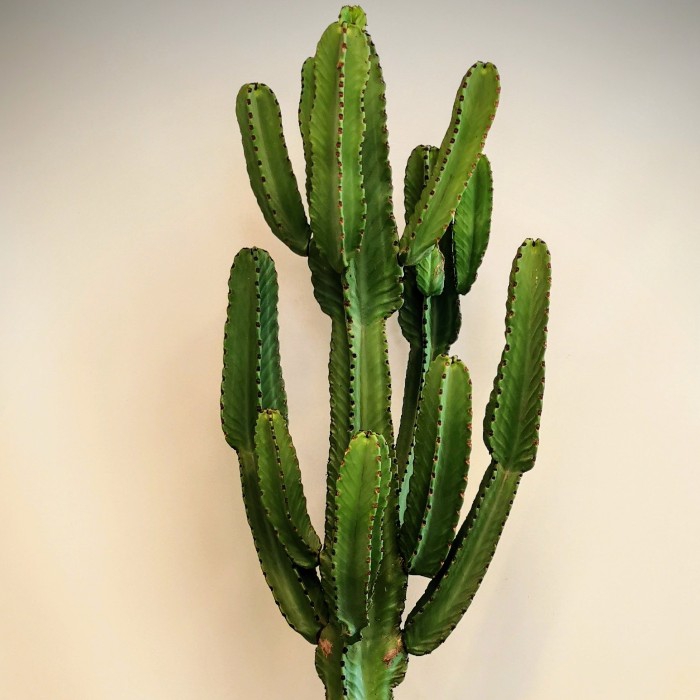 Euphorbia Ýngens - Candelabra Tree