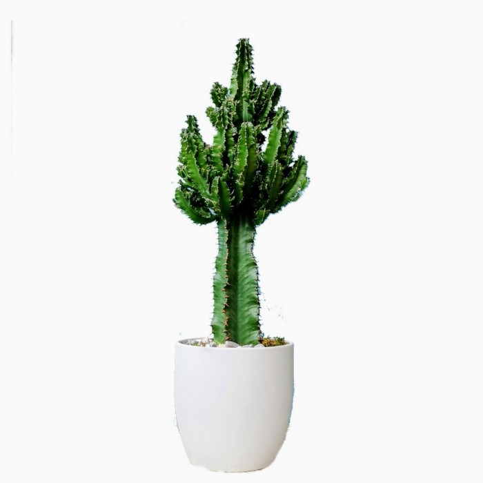 Euphorbia Candelabra Kaktüs