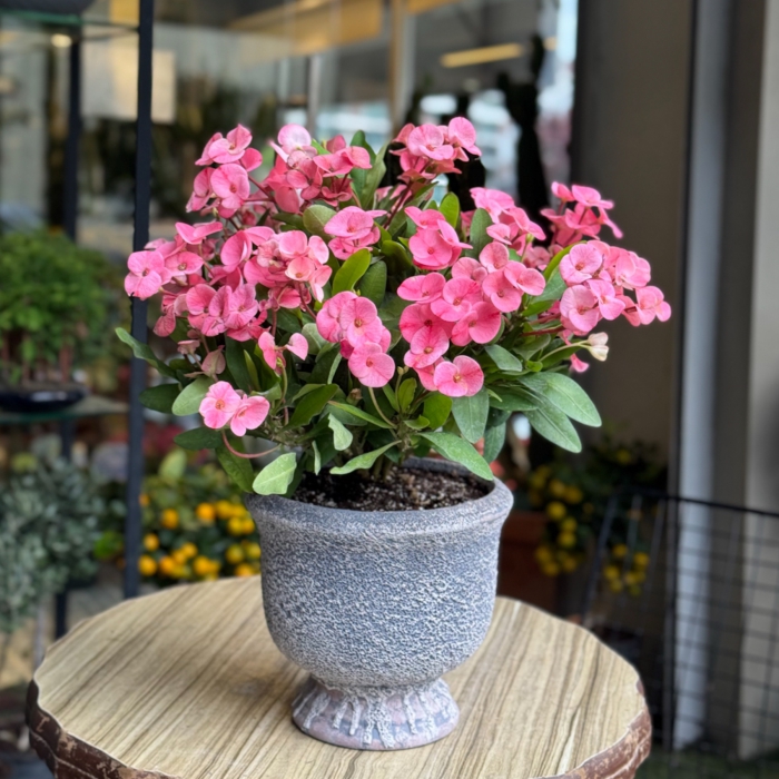 Euphorbia milii