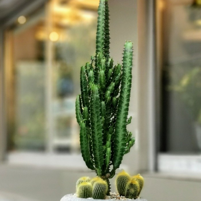 Euphorbia Trigona Kaktüs