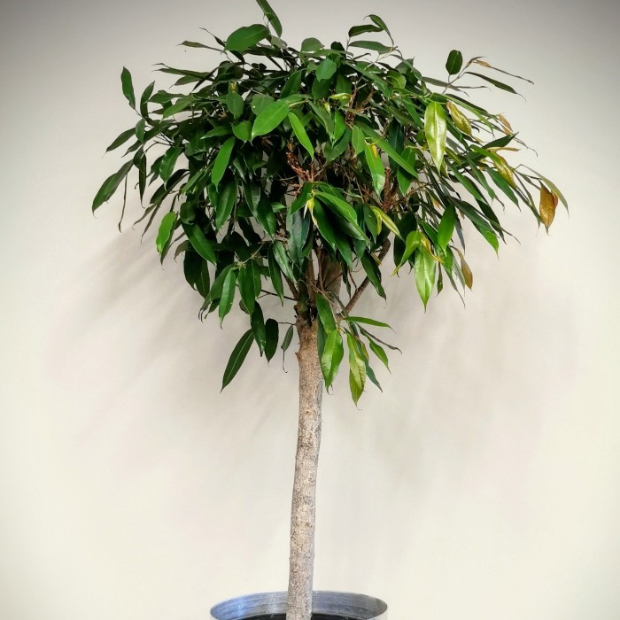 Ficus Alii-maclellandi