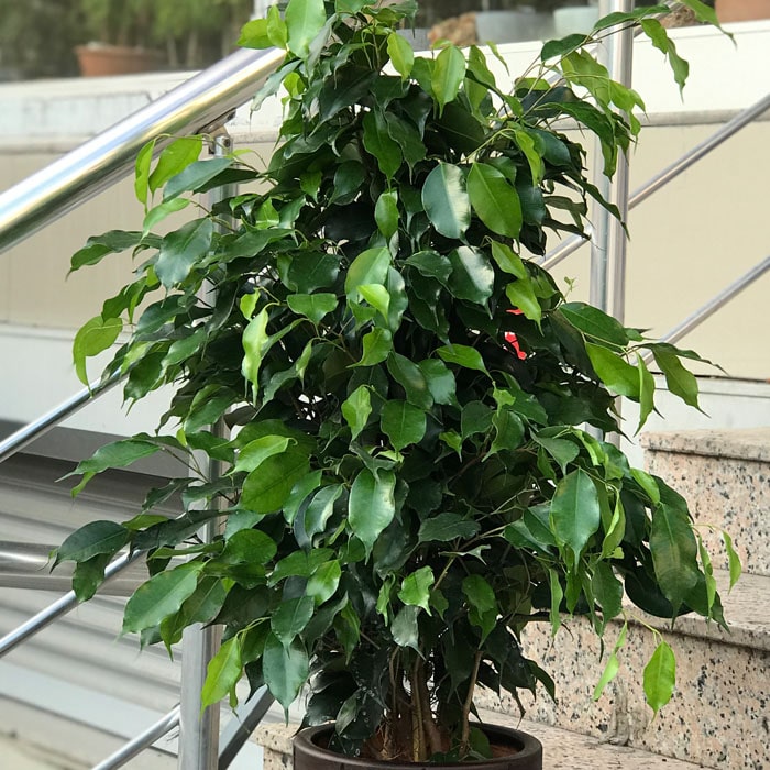 Ficus Benjamin - Küçük