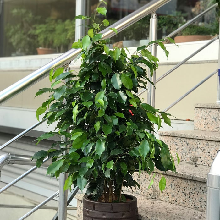 Ficus Benjamin - Küçük