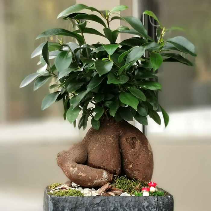 Best Ingrijire Bonsai Ficus Ginseng Tips Hobby plan