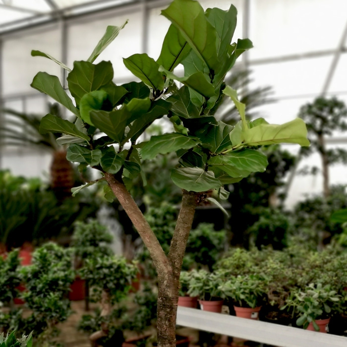 Ficus Lyrata - Keman Yapraðý