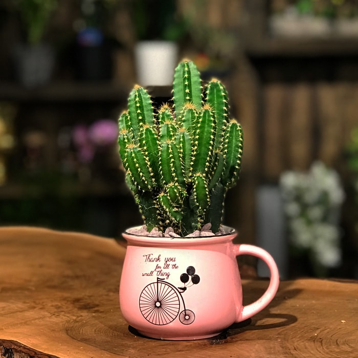 grünlilie grün weiß Grünlilie Chlorophytum Weiß – 12cm pflegeleichte Zimmerpflanze