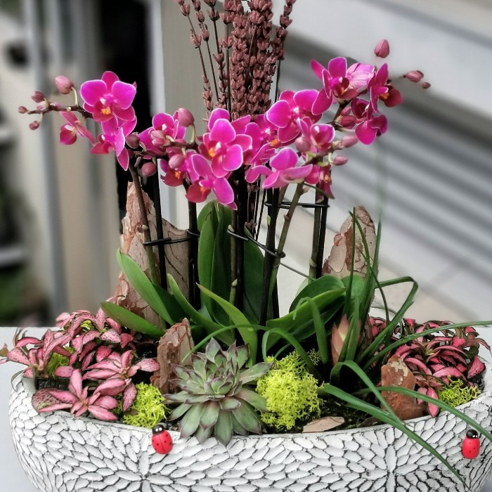Fleur Mini Orkideler