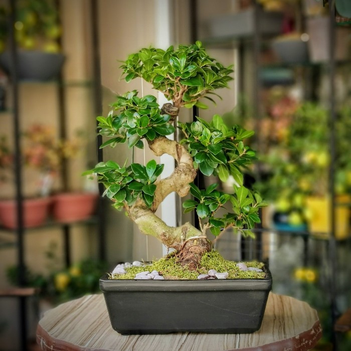 Ginseng Bonsai