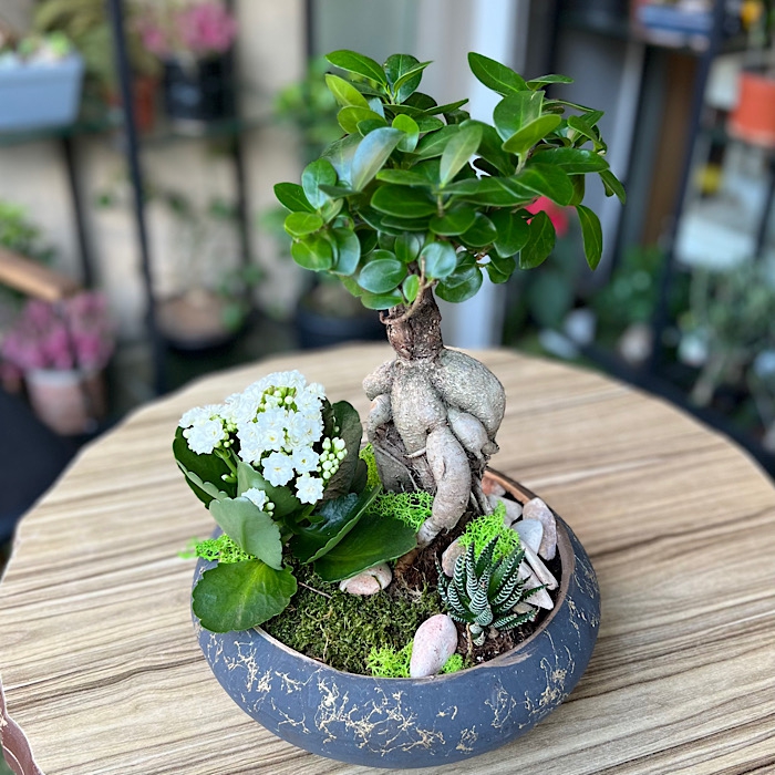 Küçük Ginseng Bonsai