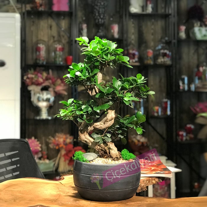 Ginseng Bonsai çiçekçi, Ginseng Bonsai çiçek gönder