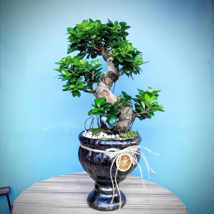 Ficus Ginseng Bonsai 