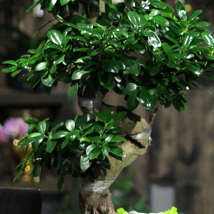 Ginseng Bonsai ieki, Ginseng Bonsai iek gnder