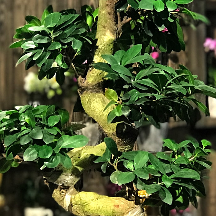 Ginseng Bonsai çiçekçi, Ginseng Bonsai çiçek gönder