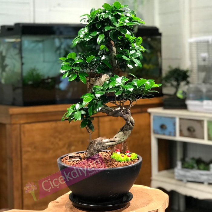 Ginseng Bonsai ieki, Ginseng Bonsai iek gnder