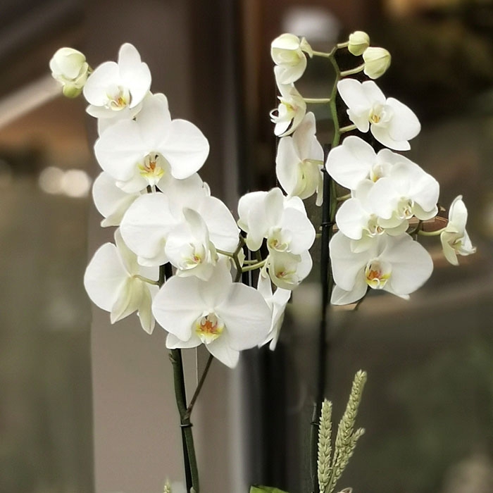 Ýki Dallý Beyaz Orkide