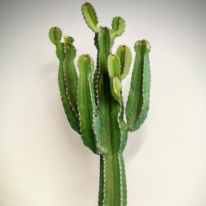 Euphorbia Ýngens 