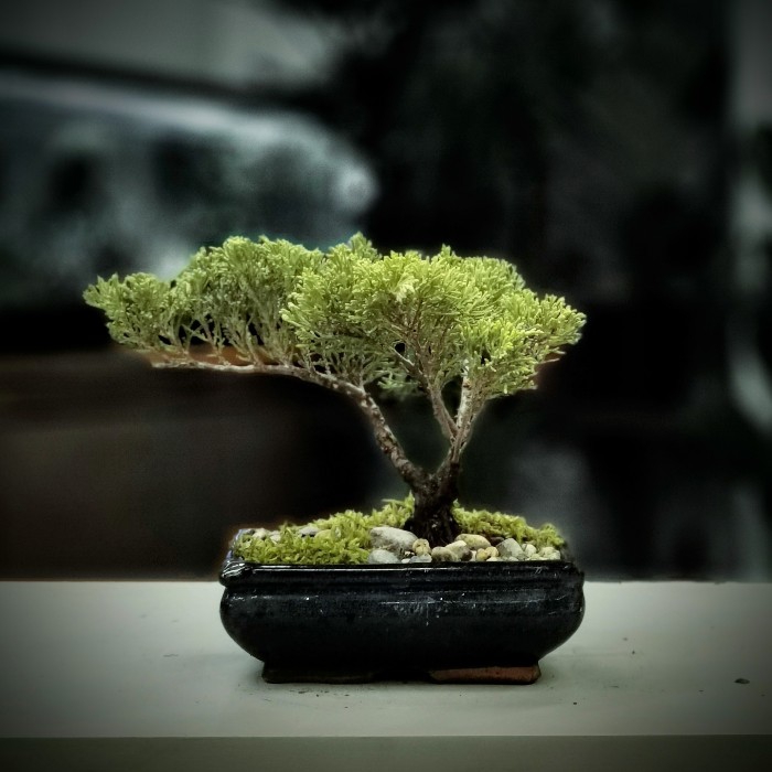 Juniperus Old Bonsai
