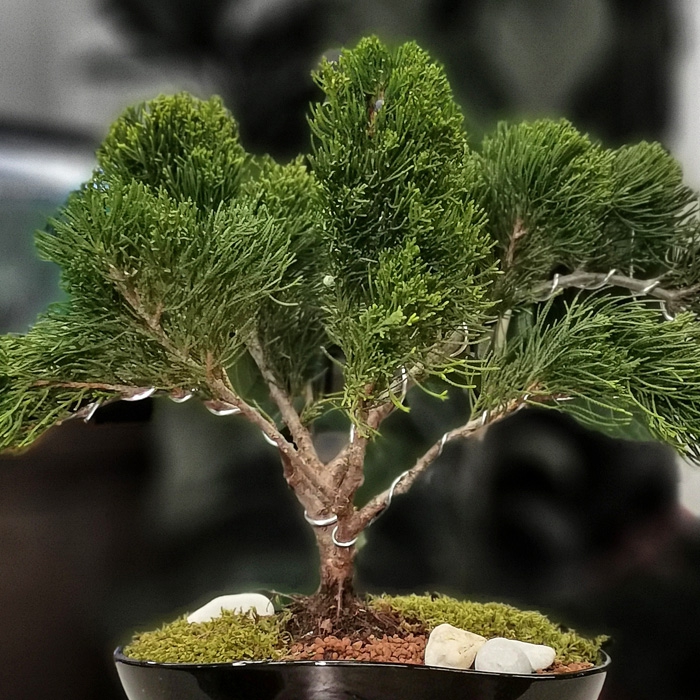 bambus zahnbürste preis Bambuszahnbürste| 100% biologisch abbaubar & Zero Waste – minimali.at main image 0