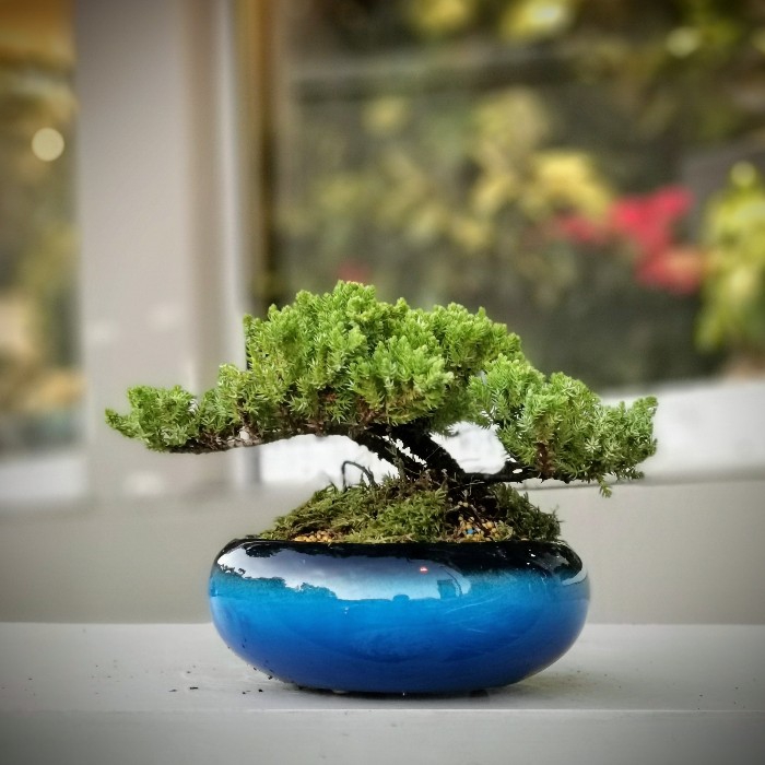 Yeil Ard Bonsai