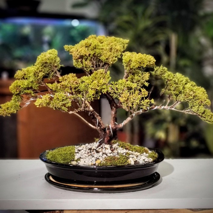 Golden Juniperus Bonsai