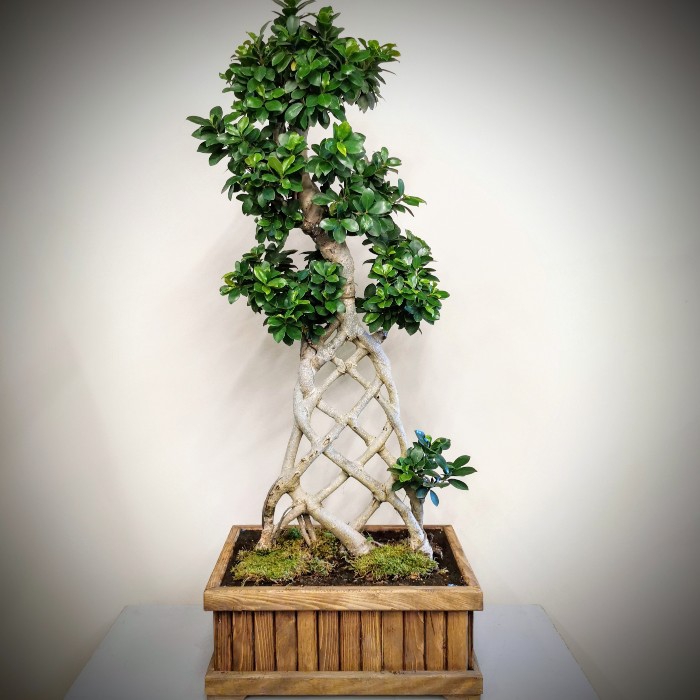 Ficus Ginseng Bonsai - Örgülü