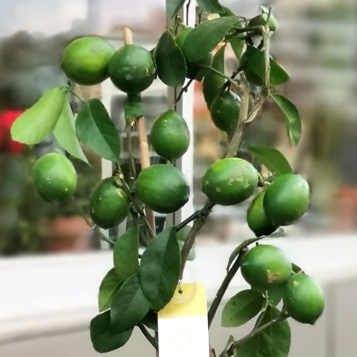 Limon Ağacı çiçekçi, Limon Ağacı çiçek gönder