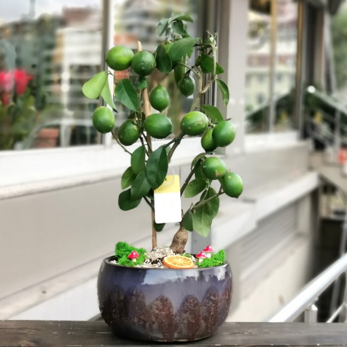 Limon Ağacı çiçekçi, Limon Ağacı çiçek gönder
