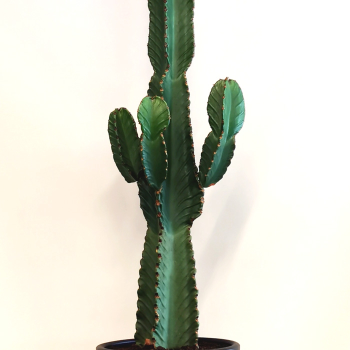 online kaktus Blue Flame Cactus main image 0