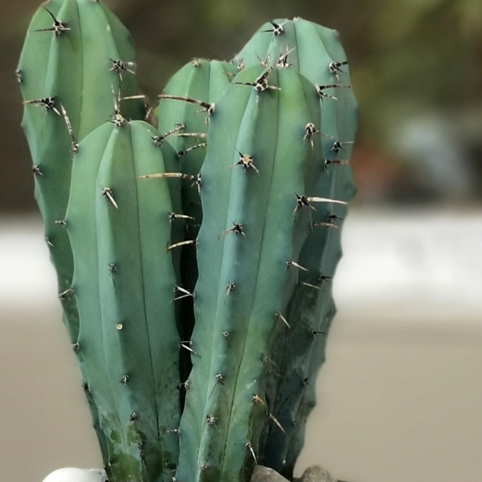 Cereus Pilo Odilense