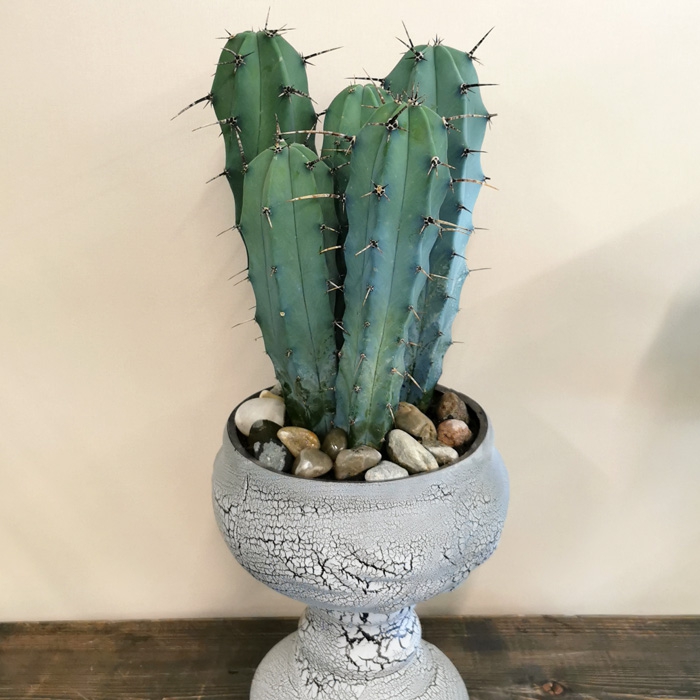 Cereus Pilo Odilense