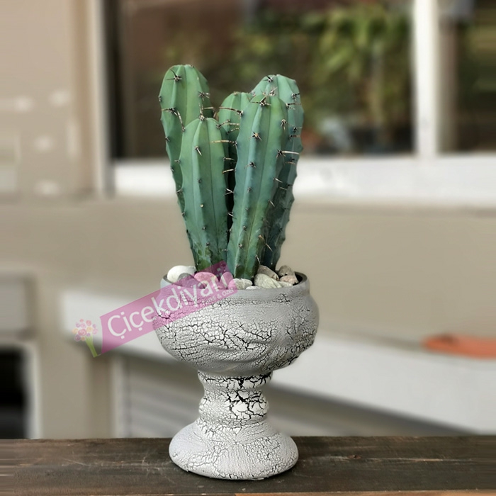 Cereus Pilo Odilense