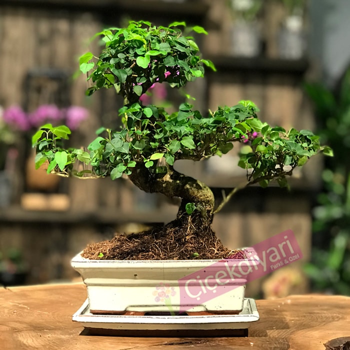 Graines de Troène de Chine - Semences de Ligustrum sinensis