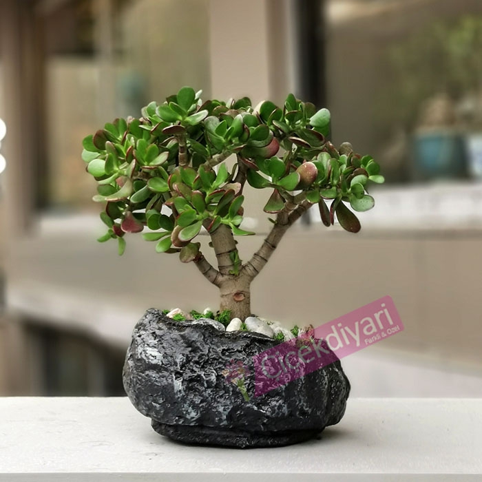 Crassula Bonsai