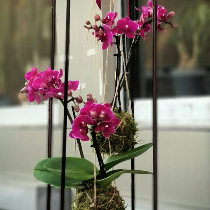 Kokedama Mini Orkideler