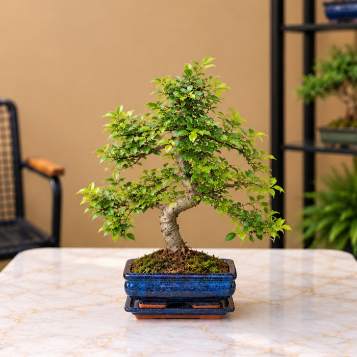 Mavi Seramik Saks�da Canl� Bonsai