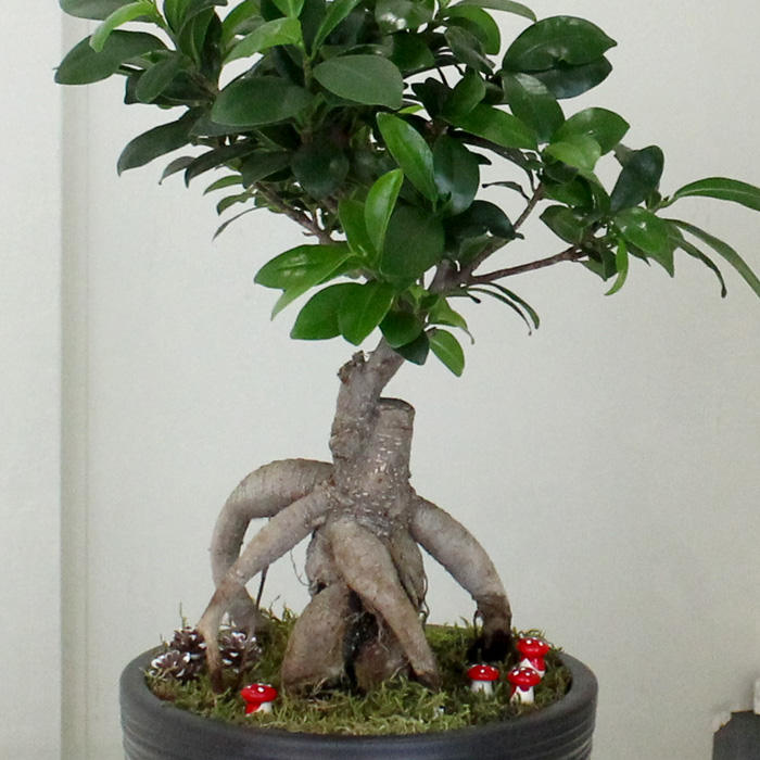 Kk Ginseng Bonsai ieki, Kk Ginseng Bonsai iek gnder