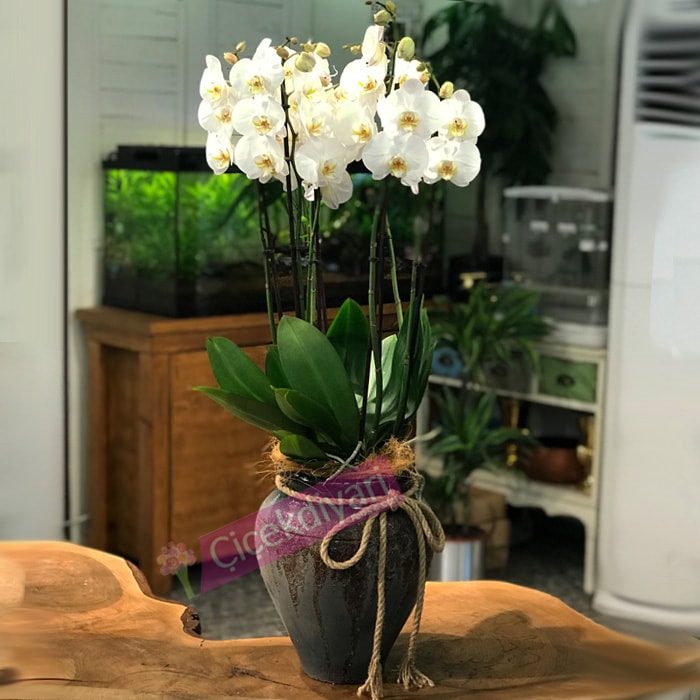 Küpte Beyaz Orkideler