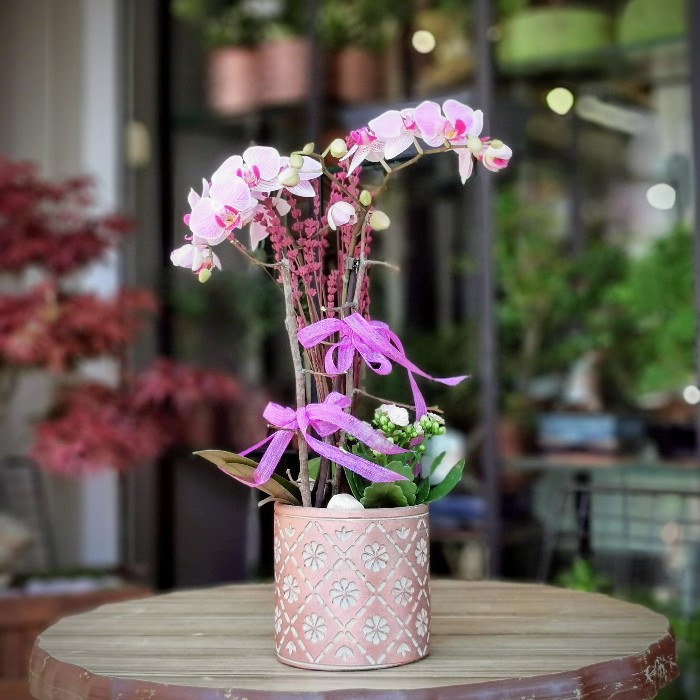 Pembe Midi Orkide