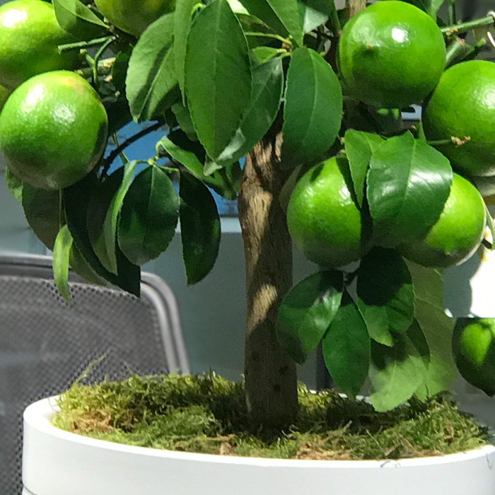 Minyatür Limon Ağacı çiçekçi, Minyatür Limon Ağacı çiçek gönder