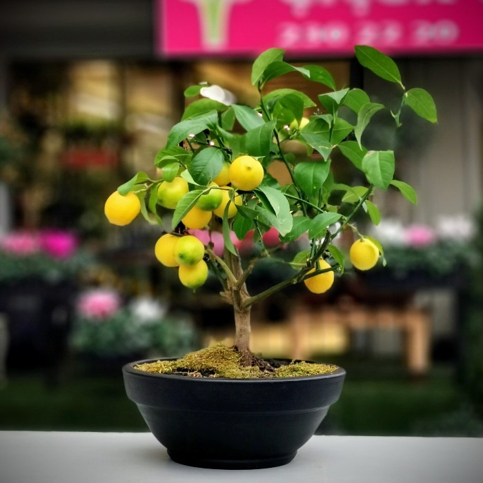 Limon Bonsai
