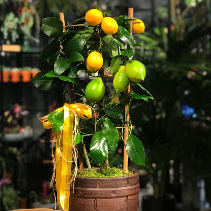 Limon Ağacı çiçekçi, Limon Ağacı çiçek gönder