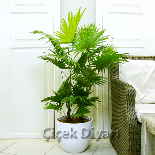 Salon Palmiyesi (Livistona) çiçekçi, Salon Palmiyesi (Livistona) çiçek